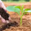 alt="fertilizante-para-plantas"