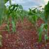 alt="fertilizante-mineral-misto"